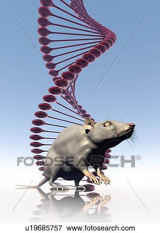 Stock Photo - Rat and DNA, illustration. Fotosearch