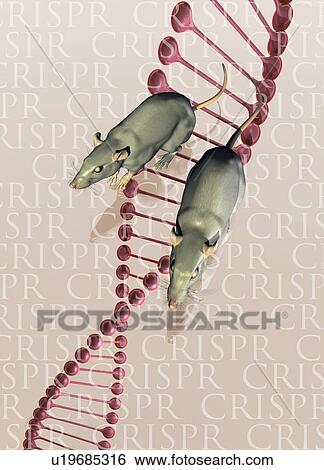 Rats and DNA, illustration View Large Photo Image Stock Photograph - Rats and DNA, illustration. Fotosearch