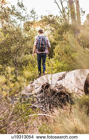 Rear view of male hiker hiking down forest rock formation, Deer Park, Cape Town, South Africa View Large Photo Image Picture - Rear view of male hiker hiking down forest rock formation, Deer Park, Cape Town, South Africa. Fotosearch