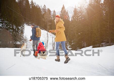Stock Photography - Rear view of parents pulling sons on toboggan in snow covered landscape, Elmau, Bavaria, Germany. Fotosearch