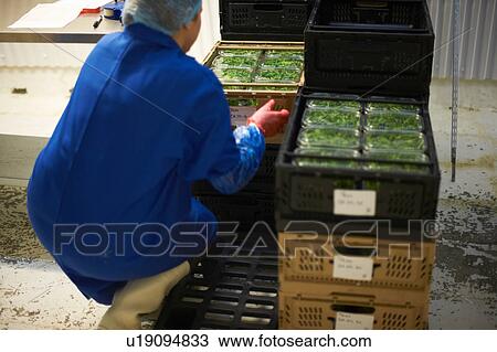 Stock Image - Rear view of woman in factory crouching stacking crates. Fotosearch