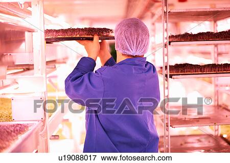 Rear view of worker quality checking vegetables growing under artificial light View Large Photo Image Stock Photo - Rear view of worker quality checking vegetables growing under artificial light. Fotosearch