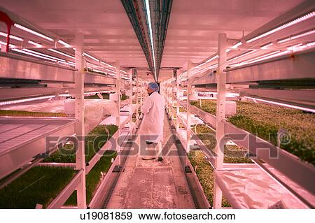 Stock Photo - Rear view of worker wearing hair net, overalls and rubber boots checking vegetables growing in artificial light smiling. Fotosearch