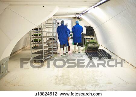 Stock Image - Rear view of workers in underground tunnel seed tray nursery, London, UK. Fotosearch
