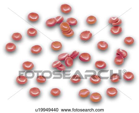 Red blood cells, SEM View Large Photo Image Stock Image - Red blood cells, SEM. Fotosearch