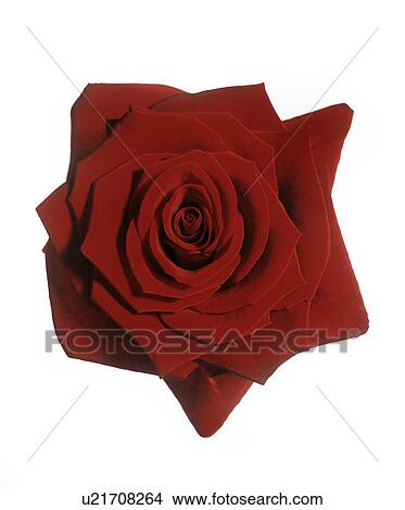 Red rose (Rosa 'Grand Prix') View Large Photo Image Picture - Red rose (Rosa 'Grand Prix'). Fotosearch