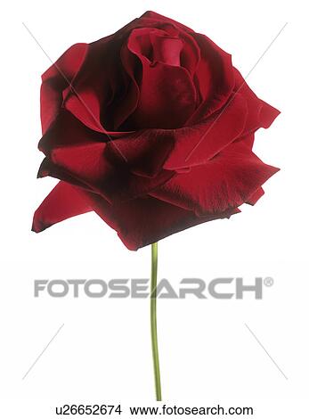 Picture - Red rose (Rosa 'Grand Prix'). Fotosearch