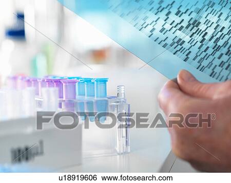 Stock Photograph - Researcher holding a DNA (deoxyribonucleic acid) gel during a genetic experiment in a laboratory. Fotosearch