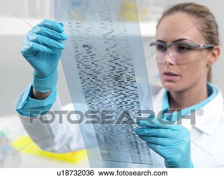 Researcher holding an autoradiogram View Large Photo Image Stock Photograph - Researcher holding an autoradiogram. Fotosearch