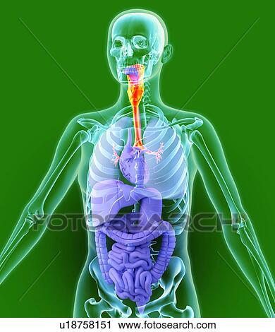 Respiratory system, artwork View Large Photo Image Stock Image - Respiratory system, artwork. Fotosearch