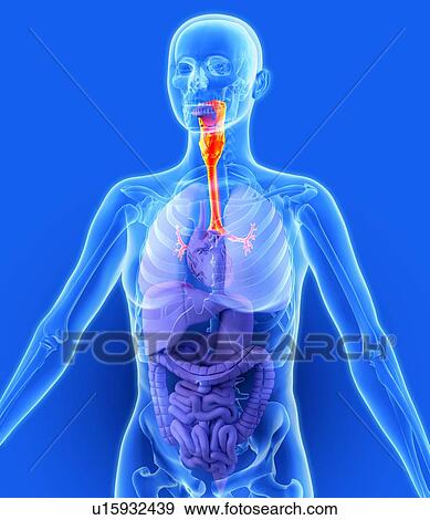Respiratory system, artwork View Large Photo Image Stock Photo - Respiratory system, artwork. Fotosearch