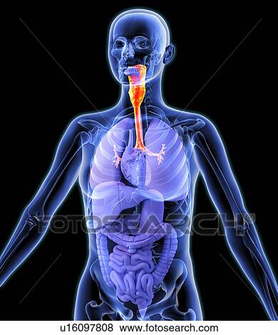 Respiratory system, artwork View Large Photo Image Stock Photo - Respiratory system, artwork. Fotosearch