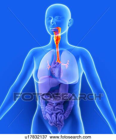 Respiratory system, artwork View Large Photo Image Stock Photo - Respiratory system, artwork. Fotosearch