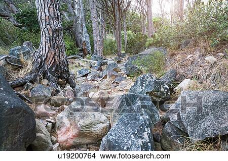 Rocks and boulders in forest, Deer Park, Cape Town, South Africa View Large Photo Image Picture - Rocks and boulders in forest, Deer Park, Cape Town, South Africa. Fotosearch