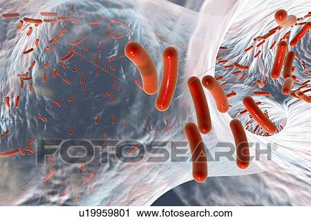Rod-shaped bacteria, illustration View Large Photo Image Stock Image - Rod-shaped bacteria, illustration. Fotosearch