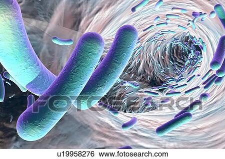 Rod-shaped bacteria, illustration View Large Photo Image Stock Photograph - Rod-shaped bacteria, illustration. Fotosearch