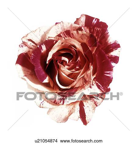Picture - Rose (Rosa sp. ). Fotosearch