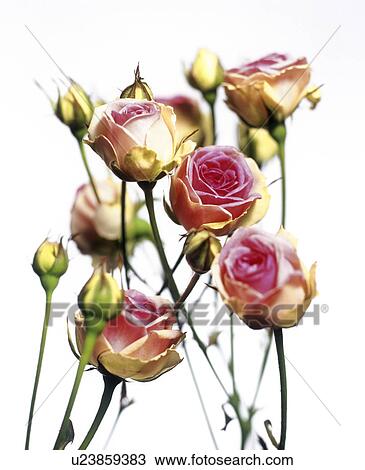 Roses (Rosa 'Mini Eden') View Large Photo Image Stock Image - Roses (Rosa 'Mini Eden'). Fotosearch