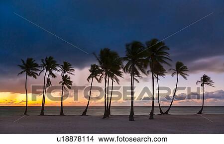 Row of silhouetted palm tree's at sunset, Dominican Republic, The Caribbean View Large Photo Image Picture - Row of silhouetted palm tree's at sunset, Dominican Republic, The Caribbean. Fotosearch