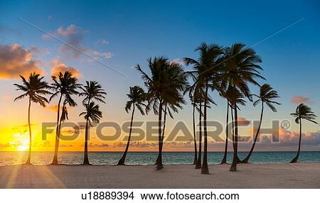 Row of silhouetted palm tree's at sunset, Dominican Republic, The Caribbean View Large Photo Image Picture - Row of silhouetted palm tree's at sunset, Dominican Republic, The Caribbean. Fotosearch
