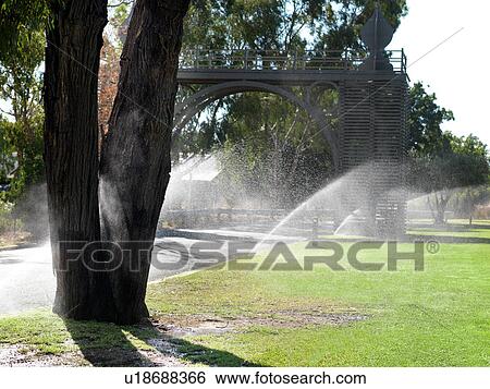 Rows of sprinklers watering park lawns View Large Photo Image Stock Photograph - Rows of sprinklers watering park lawns. Fotosearch