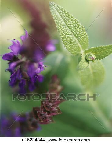 Sage (Salvia sp. ) View Large Photo Image Picture - Sage (Salvia sp. ). Fotosearch