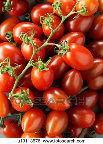 Santini on the vine tomatoes, full frame, close-up View Large Photo Image Stock Photograph - Santini on the vine tomatoes, full frame, close-up. Fotosearch