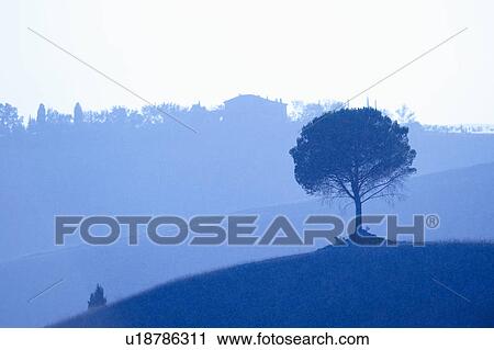 Stock Image - Scenic view, tree in foreground, Buonconvento, Tuscany, Italy. Fotosearch