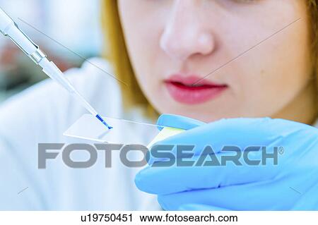 Stock Image - Scientist holding a microscope slide. Fotosearch