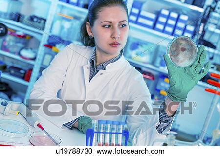 Stock Image - Scientist holding a petri dish in lab. Fotosearch