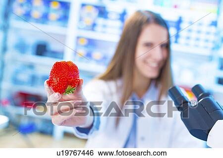 Scientist holding strawberry in a lab View Large Photo Image Stock Photograph - Scientist holding strawberry in a lab. Fotosearch