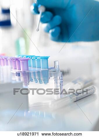 Stock Image - Scientist preparing a DNA swab for analysis in a laboratory for forensic or paternity testing. Fotosearch