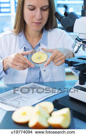 Picture - Scientist studying apple in a petri dish. Fotosearch