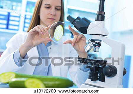 Stock Image - Scientist studying cucumber. Fotosearch