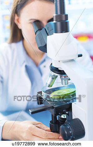 Scientist studying cucumber View Large Photo Image Stock Photo - Scientist studying cucumber. Fotosearch