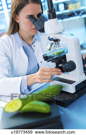 Scientist studying cucumber View Large Photo Image Stock Photo - Scientist studying cucumber. Fotosearch