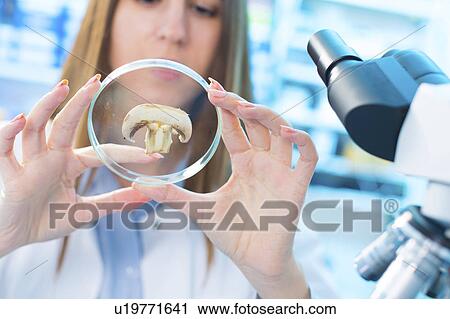Scientist studying mushroom View Large Photo Image Stock Image - Scientist studying mushroom. Fotosearch