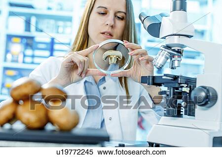 Stock Photography - Scientist studying mushroom. Fotosearch
