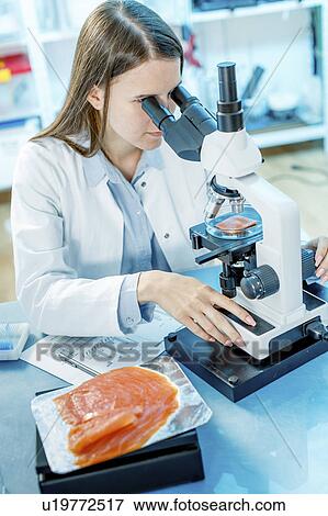 Scientist studying salmon View Large Photo Image Stock Photo - Scientist studying salmon. Fotosearch