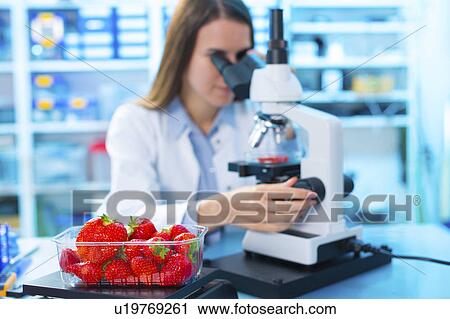 Scientist studying strawberries View Large Photo Image Stock Image - Scientist studying strawberries. Fotosearch