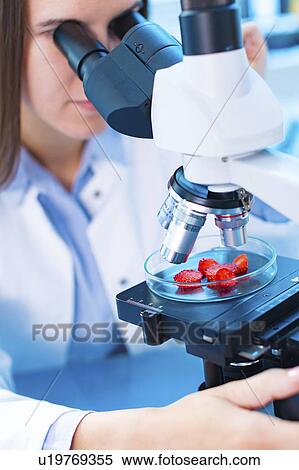 Scientist studying strawberries View Large Photo Image Stock Photography - Scientist studying strawberries. Fotosearch