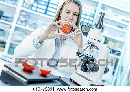 Scientist studying tomato in a petri dish View Large Photo Image Stock Image - Scientist studying tomato in a petri dish. Fotosearch