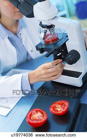 Scientist studying tomato in a petri dish View Large Photo Image Stock Photograph - Scientist studying tomato in a petri dish. Fotosearch