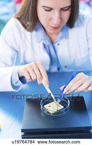 Picture - Scientist testing cheese sample. Fotosearch
