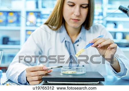 Stock Image - Scientist testing cheese sample. Fotosearch