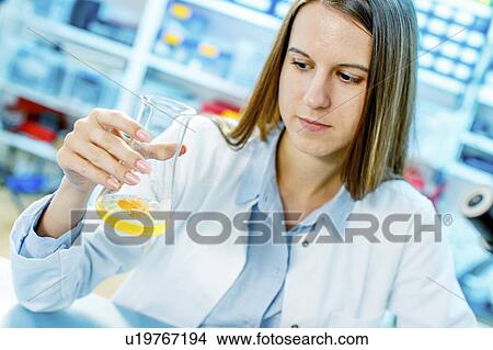 Picture - Scientist testing egg yolk in a lab. Fotosearch