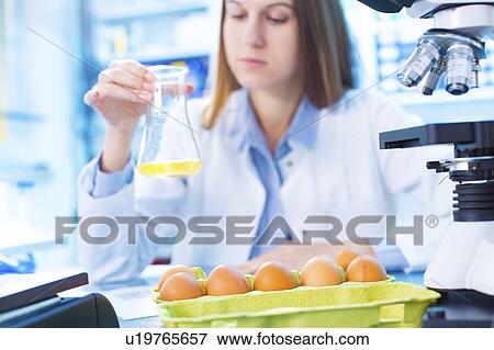 Scientist testing egg yolk in a lab View Large Photo Image Stock Photo - Scientist testing egg yolk in a lab. Fotosearch