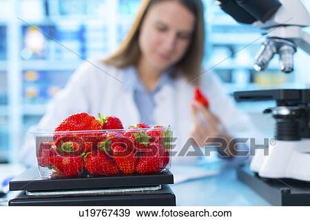 Stock Photo - Scientist testing strawberries in a lab. Fotosearch