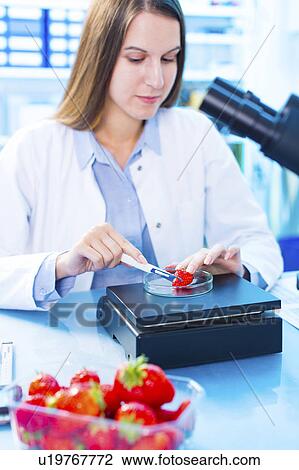 Scientist testing strawberries View Large Photo Image Stock Image - Scientist testing strawberries. Fotosearch