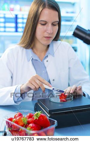 Scientist testing strawberries View Large Photo Image Stock Image - Scientist testing strawberries. Fotosearch